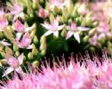 Rhodiola Rosea P.E.